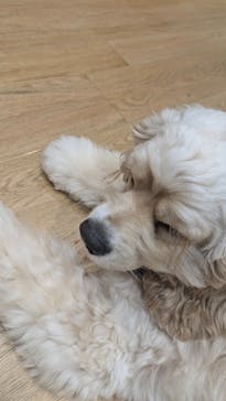 いぬカフェRio 新宿店に投稿された画像（2025/7/11）