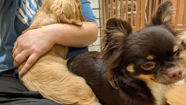 いぬカフェRio 新宿店に投稿された画像（2025/7/11）