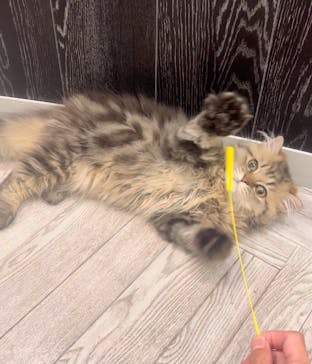 猫カフェモカ　アルシェ大宮店に投稿された画像（2025/7/11）