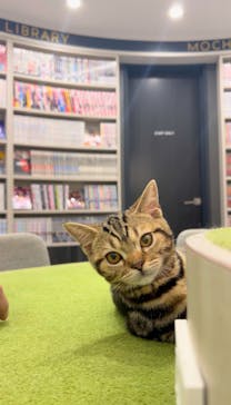 猫カフェモカ　アルシェ大宮店に投稿された画像（2025/7/11）