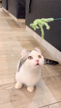 猫カフェモカ　アルシェ大宮店に投稿された画像（2025/7/11）