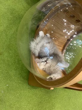 猫カフェモカ　アルシェ大宮店に投稿された画像（2025/7/11）