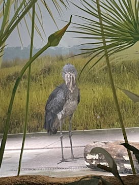 神戸どうぶつ王国に投稿された画像（2025/7/11）