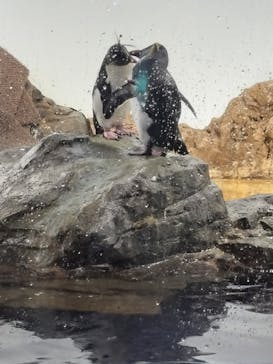 マクセル アクアパーク品川に投稿された画像（2025/7/11）