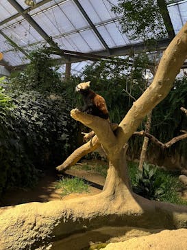 神戸どうぶつ王国に投稿された画像（2025/7/11）