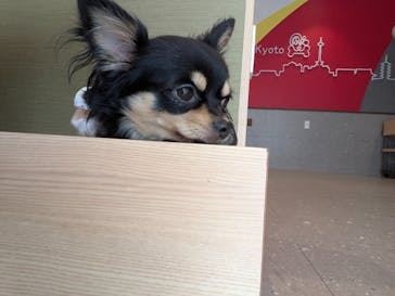 いぬカフェRio 京都店に投稿された画像（2025/7/11）