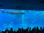 沖縄美ら海水族館に投稿された画像（2025/7/12）