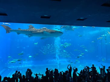 沖縄美ら海水族館に投稿された画像（2025/7/11）
