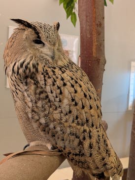 Moff animal cafe イオンモール幕張新都心店に投稿された画像（2025/7/12）