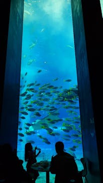 沖縄美ら海水族館に投稿された画像（2025/7/12）