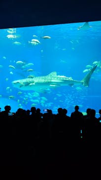 沖縄美ら海水族館に投稿された画像（2025/7/12）