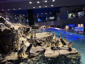 すみだ水族館に投稿された画像（2025/7/12）