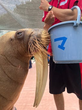 ゼロ距離水族館 伊勢シーパラダイスに投稿された画像（2025/7/12）