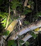 OKIDOKIマリンツアー宮古島に投稿された画像（2025/7/12）