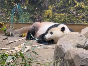 恩賜上野動物園に投稿された画像（2025/7/12）