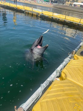 日間賀島ドルフィンビーチに投稿された画像（2025/7/12）