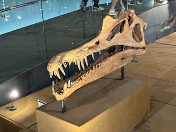 福井県立恐竜博物館に投稿された画像（2025/7/12）