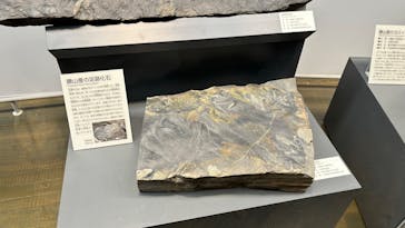 福井県立恐竜博物館に投稿された画像（2025/7/12）