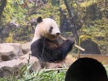 恩賜上野動物園に投稿された画像（2025/7/12）