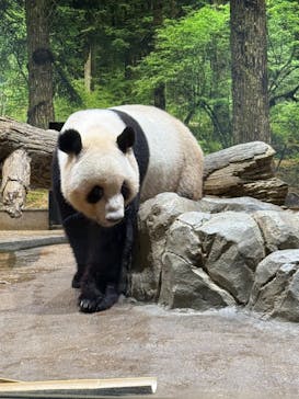 恩賜上野動物園に投稿された画像（2025/7/12）