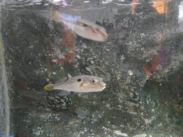 しながわ水族館に投稿された画像（2025/7/12）