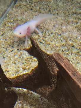 しながわ水族館に投稿された画像（2025/7/12）