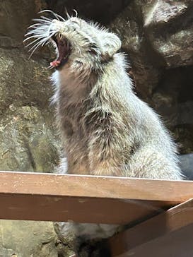 恩賜上野動物園に投稿された画像（2025/7/12）