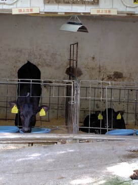 神戸市立六甲山牧場に投稿された画像（2025/7/12）