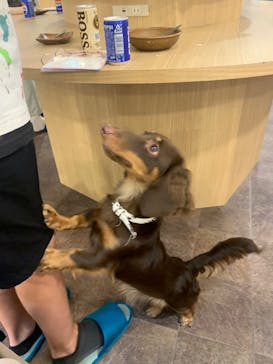 いぬカフェRio 吉祥寺店に投稿された画像（2025/7/12）