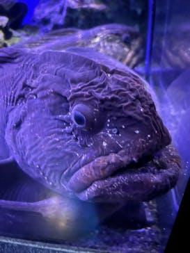 新江ノ島水族館に投稿された画像（2025/7/12）