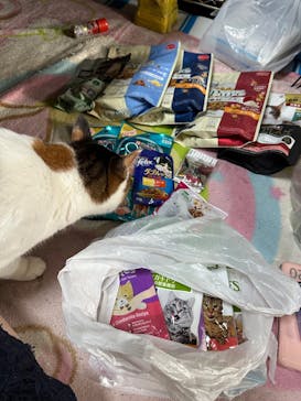 猫好きさんの祭典「にゃんだらけ in 名古屋 Vol.4」に投稿された画像（2025/7/12）