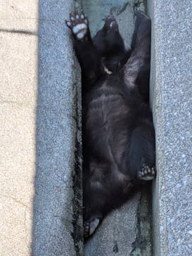 奥飛騨クマ牧場に投稿された画像（2025/7/12）