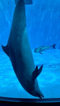 名古屋港水族館に投稿された画像（2025/7/12）