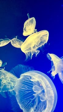 名古屋港水族館に投稿された画像（2025/7/12）