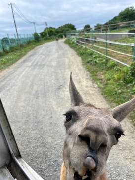 岩手サファリパークに投稿された画像（2025/7/12）