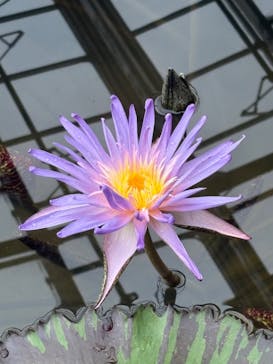 熱川バナナワニ園に投稿された画像（2025/7/12）