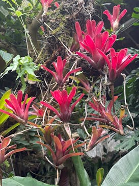 熱川バナナワニ園に投稿された画像（2025/7/12）