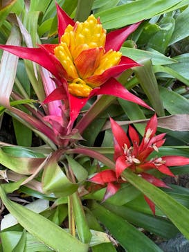 熱川バナナワニ園に投稿された画像（2025/7/12）