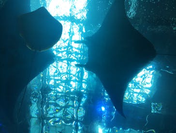 沖縄美ら海水族館に投稿された画像（2025/7/12）