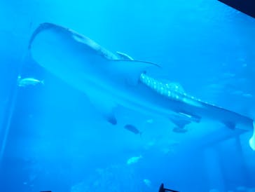 沖縄美ら海水族館に投稿された画像（2025/7/12）