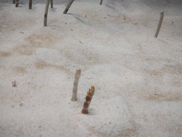 沖縄美ら海水族館に投稿された画像（2025/7/12）