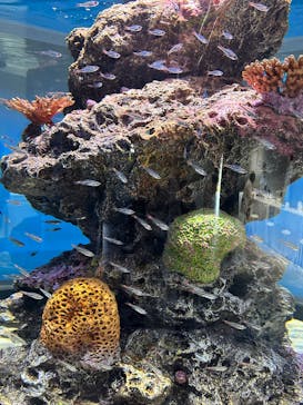 AQUARIUM × ART　atoaに投稿された画像（2025/7/12）