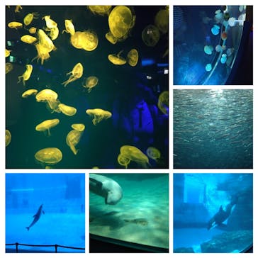 名古屋港水族館に投稿された画像（2025/7/12）