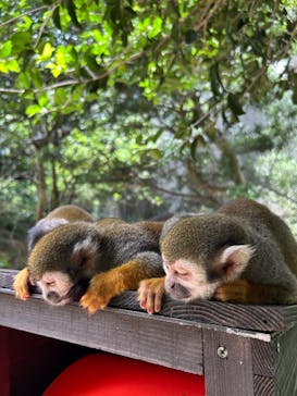 長崎バイオパークに投稿された画像（2025/7/12）