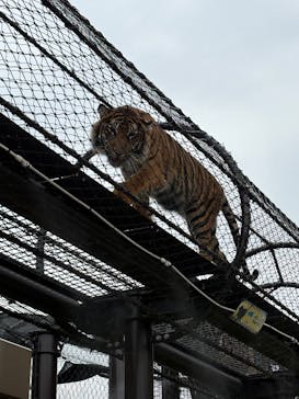 名古屋市東山動植物園に投稿された画像（2025/7/12）