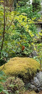 宗教法人退蔵院に投稿された画像（2025/7/12）