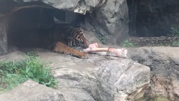 恩賜上野動物園に投稿された画像（2025/7/12）