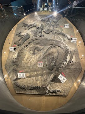 福井県立恐竜博物館に投稿された画像（2025/7/12）
