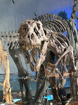 福井県立恐竜博物館に投稿された画像（2025/7/12）