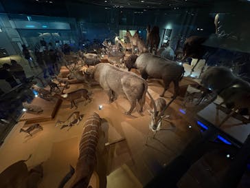 国立科学博物館に投稿された画像（2025/7/12）